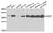 Aurora Kinase C antibody, orb373863, Biorbyt, Western Blot image 