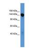Basonuclin 2 antibody, NBP1-69078, Novus Biologicals, Western Blot image 