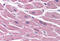 STE20 Related Adaptor Beta antibody, MBS242198, MyBioSource, Immunohistochemistry frozen image 