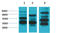 MAS1 Proto-Oncogene, G Protein-Coupled Receptor antibody, STJ97400, St John