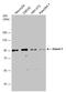 Ataxin 1 antibody, GTX133257, GeneTex, Western Blot image 