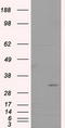 Fumarylacetoacetate Hydrolase Domain Containing 2A antibody, LS-C115003, Lifespan Biosciences, Western Blot image 