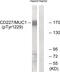 Mucin 1, Cell Surface Associated antibody, 79-825, ProSci, Western Blot image 
