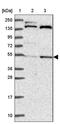 Autophagy Related 16 Like 2 antibody, PA5-61000, Invitrogen Antibodies, Western Blot image 