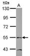 TEA Domain Transcription Factor 4 antibody, LS-C186024, Lifespan Biosciences, Western Blot image 