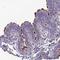 Tektin 3 antibody, HPA044354, Atlas Antibodies, Immunohistochemistry frozen image 