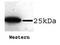 RAN, Member RAS Oncogene Family antibody, orb76794, Biorbyt, Western Blot image 