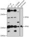 Interferon Gamma antibody, 14-432, ProSci, Western Blot image 