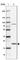 MYC Associated Factor X antibody, HPA003474, Atlas Antibodies, Western Blot image 