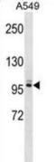 Pleckstrin Homology And RhoGEF Domain Containing G5 antibody, abx029416, Abbexa, Western Blot image 