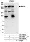 NIPBL Cohesin Loading Factor antibody, A301-779A, Bethyl Labs, Immunoprecipitation image 