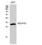 NADH dehydrogenase [ubiquinone] iron-sulfur protein 3, mitochondrial antibody, STJ94383, St John