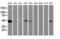 Adipocyte Plasma Membrane Associated Protein antibody, LS-C173825, Lifespan Biosciences, Western Blot image 