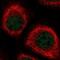 Aminopeptidase Like 1 antibody, NBP2-13668, Novus Biologicals, Immunofluorescence image 