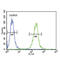 Serine Peptidase Inhibitor, Kazal Type 5 antibody, abx033032, Abbexa, Western Blot image 