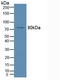 Sphingomyelin Phosphodiesterase 1 antibody, LS-C716764, Lifespan Biosciences, Western Blot image 