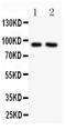 Solute Carrier Family 9 Member A1 antibody, PB9151, Boster Biological Technology, Western Blot image 
