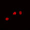 Cell Division Cycle Associated 4 antibody, LS-C358936, Lifespan Biosciences, Immunofluorescence image 