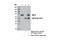 Autophagy Related 13 antibody, 13273S, Cell Signaling Technology, Western Blot image 