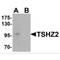 C20orf17 antibody, MBS150449, MyBioSource, Western Blot image 