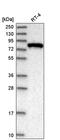 Exocyst Complex Component 3 antibody, PA5-65195, Invitrogen Antibodies, Western Blot image 