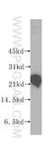 Reticulon 3 antibody, 12055-2-AP, Proteintech Group, Western Blot image 