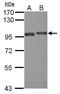 USP6 N-Terminal Like antibody, LS-C155628, Lifespan Biosciences, Western Blot image 