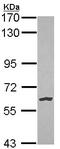 Nemo Like Kinase antibody, ab97642, Abcam, Western Blot image 