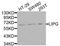 Lipase G, Endothelial Type antibody, abx006704, Abbexa, Western Blot image 