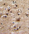 Adrenoceptor Alpha 1B antibody, LS-C156113, Lifespan Biosciences, Immunohistochemistry frozen image 