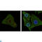 B-Raf Proto-Oncogene, Serine/Threonine Kinase antibody, LS-C812755, Lifespan Biosciences, Immunofluorescence image 