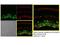 Calbindin 2 antibody, GTX103261, GeneTex, Immunohistochemistry paraffin image 