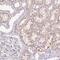 IGF Like Family Member 3 antibody, PA5-64063, Invitrogen Antibodies, Immunohistochemistry paraffin image 
