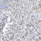 Elastin antibody, NBP1-80710, Novus Biologicals, Immunohistochemistry frozen image 