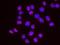 Menin 1 antibody, NB100-287, Novus Biologicals, Proximity Ligation Assay image 