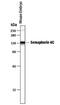 Semaphorin 4C antibody, PA5-47812, Invitrogen Antibodies, Western Blot image 
