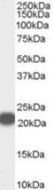 Phosphatidylethanolamine Binding Protein 1 antibody, MBS420831, MyBioSource, Western Blot image 