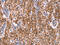Growth Hormone 1 antibody, CSB-PA596695, Cusabio, Immunohistochemistry paraffin image 