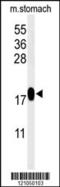 Thioredoxin Domain Containing 12 antibody, 61-692, ProSci, Western Blot image 