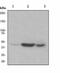 Egl-9 Family Hypoxia Inducible Factor 2 antibody, ab108980, Abcam, Western Blot image 