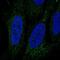Leucine Rich Repeat And Ig Domain Containing 3 antibody, PA5-66265, Invitrogen Antibodies, Immunofluorescence image 
