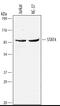 Signal Transducer And Activator Of Transcription 4 antibody, MAB5287, R&D Systems, Western Blot image 