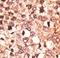 Cryptochrome-1 antibody, LS-C100382, Lifespan Biosciences, Immunohistochemistry paraffin image 