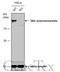 DNA Polymerase Beta antibody, GTX129726, GeneTex, Western Blot image 