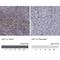 Lymphoid Enhancer Binding Factor 1 antibody, NBP1-86960, Novus Biologicals, Immunohistochemistry paraffin image 