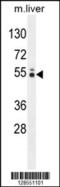 Glucocorticoid-induced transcript 1 protein antibody, 55-368, ProSci, Western Blot image 