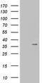 PAC2 antibody, LS-C794293, Lifespan Biosciences, Western Blot image 