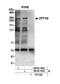 Zinc Finger Protein 106 antibody, NB100-74653, Novus Biologicals, Western Blot image 