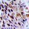 Chromobox 3 antibody, LS-C368789, Lifespan Biosciences, Immunohistochemistry paraffin image 