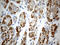 ATP Synthase Membrane Subunit E antibody, LS-C796119, Lifespan Biosciences, Immunohistochemistry paraffin image 